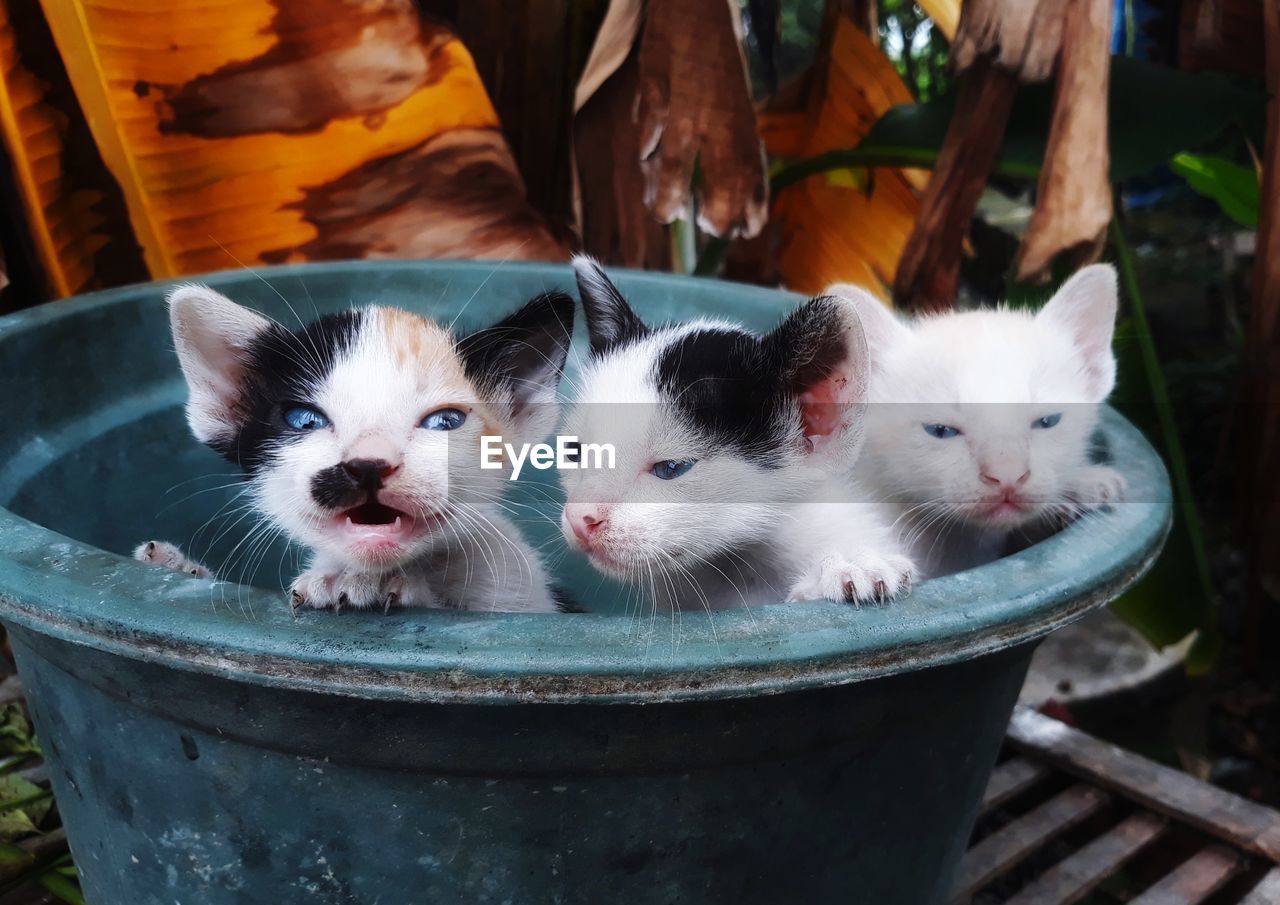 Close-up portrait of cats kitten