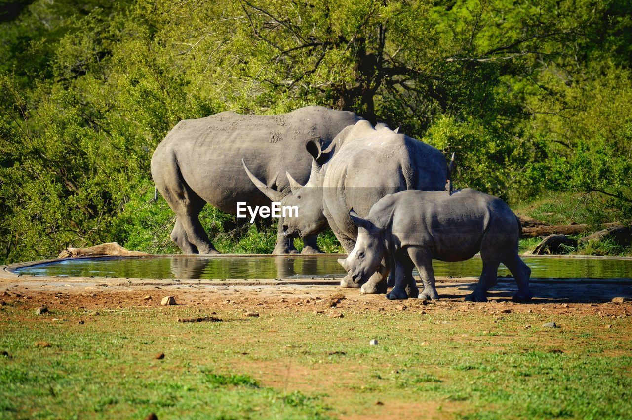 Rhino family drinking in hot summer afternoon