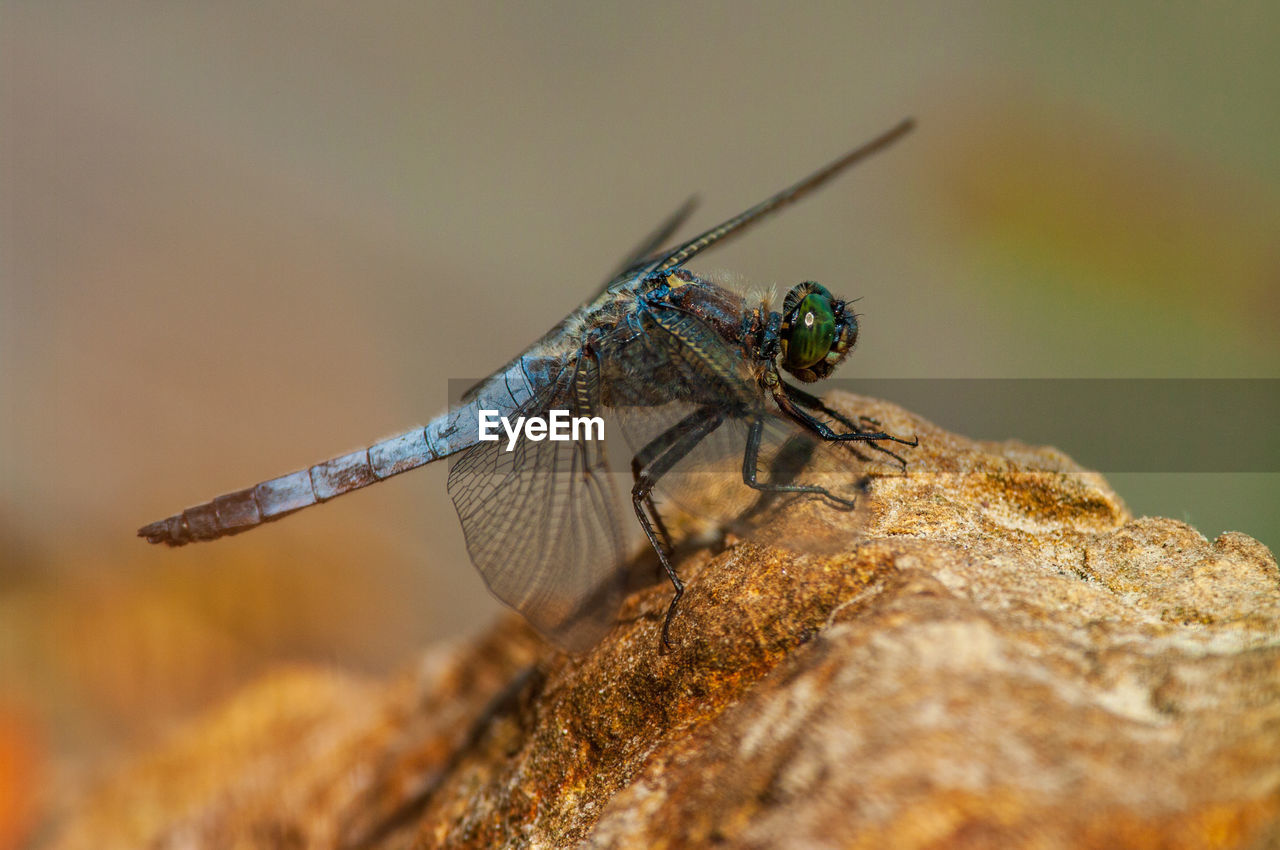 Close-up of insect on rock