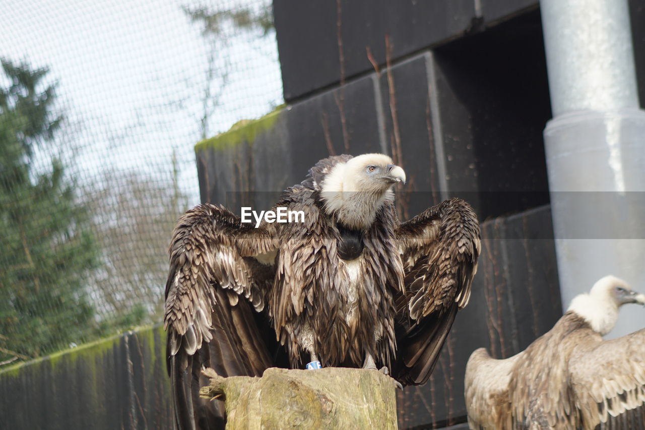 Vultures in zoo