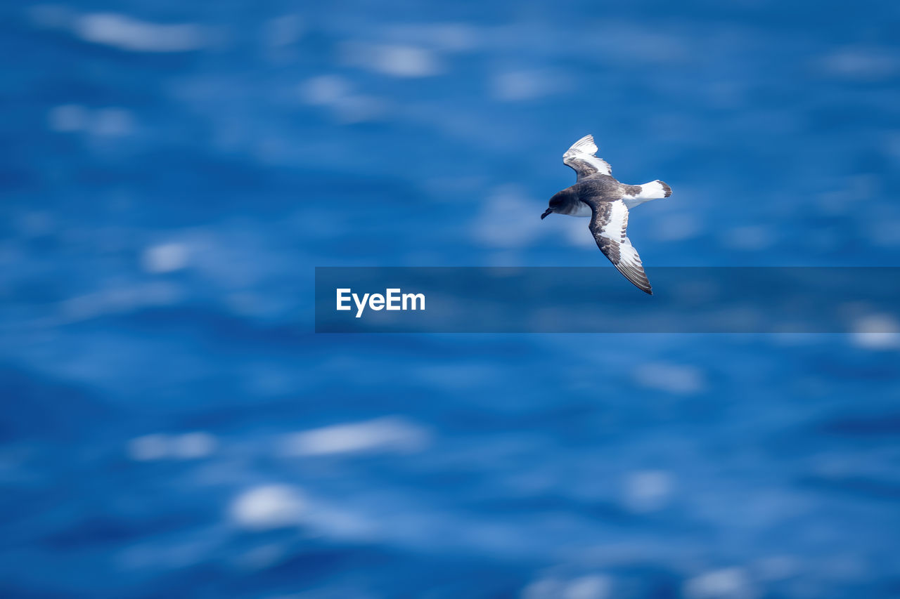 flying, blue, animal themes, wildlife, animal, sky, animal wildlife, bird, one animal, gull, mid-air, seabird, spread wings, cloud, nature, no people, animal body part, seagull, day, motion, low angle view, outdoors, sea, wing, beauty in nature