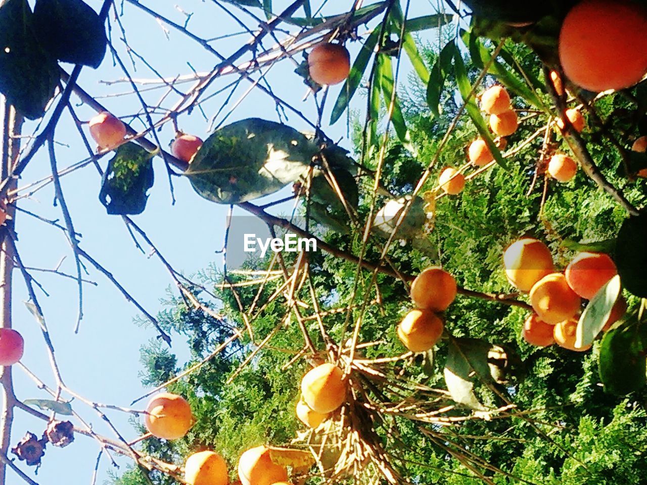 LOW ANGLE VIEW OF PLANTS