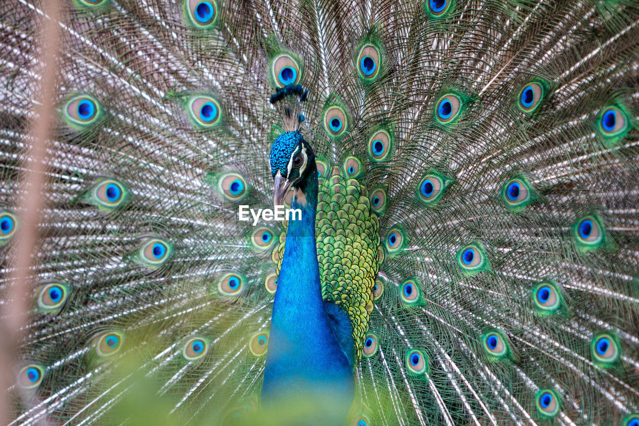 FULL FRAME SHOT OF PEACOCK WITH FEATHERS