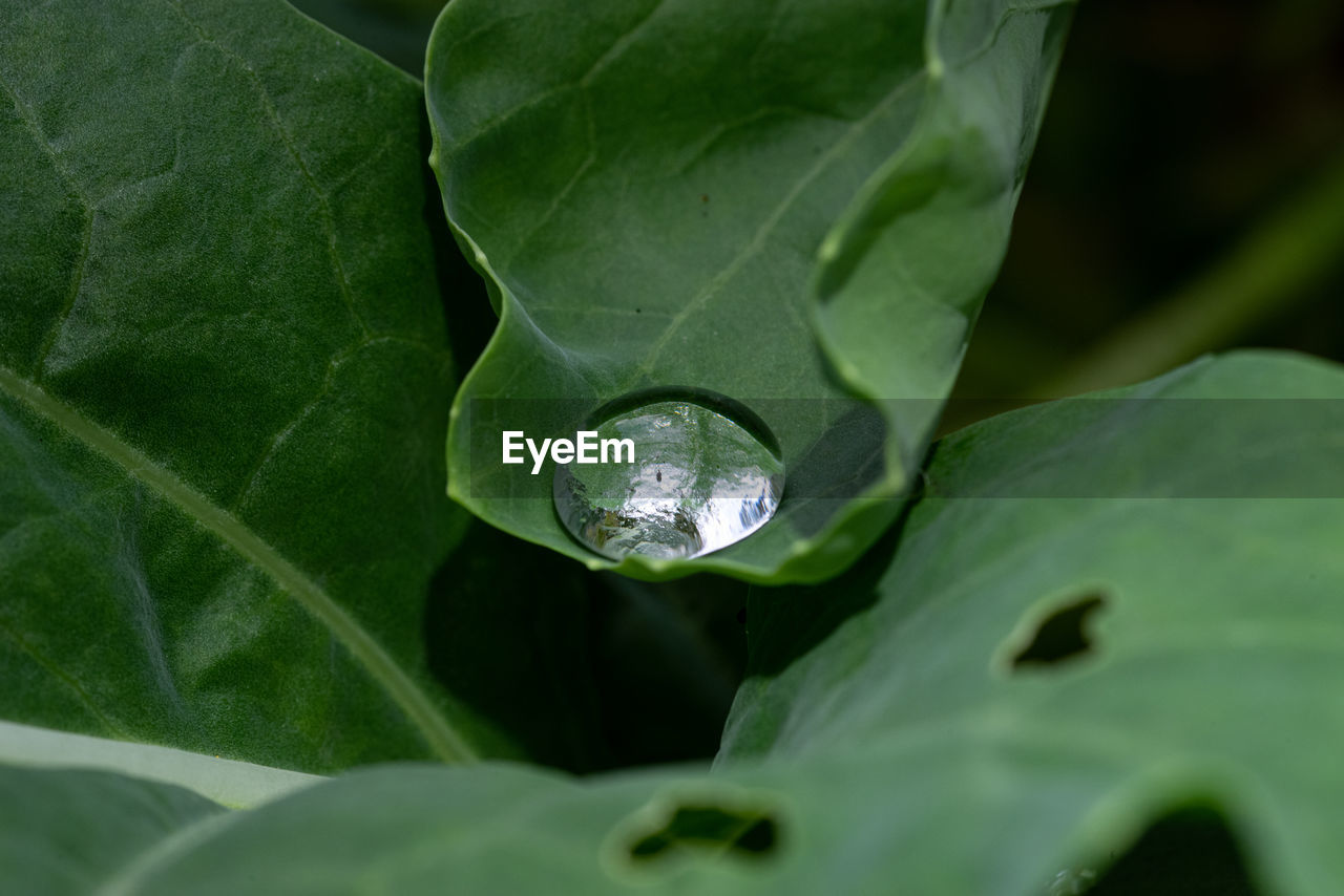 CLOSE-UP OF WATER DROPS ON LEAF