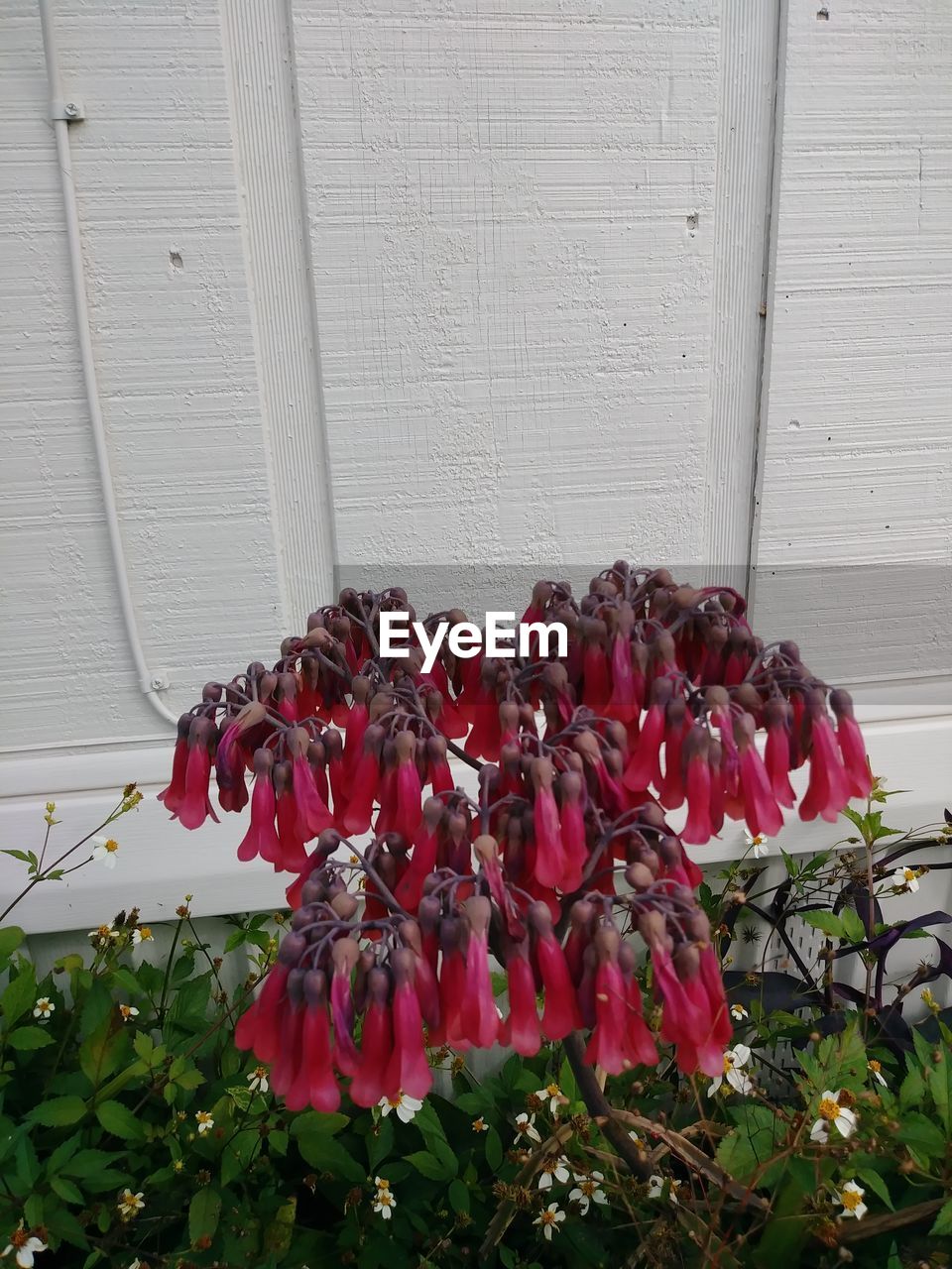 CLOSE-UP OF RED FLOWERING PLANTS