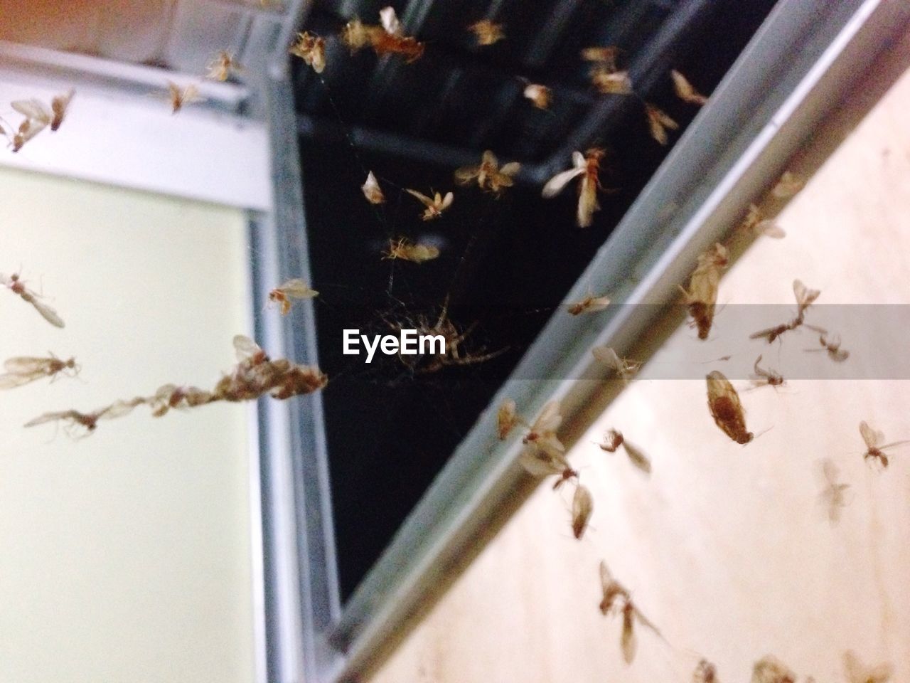 Low angle view of insects flying at home