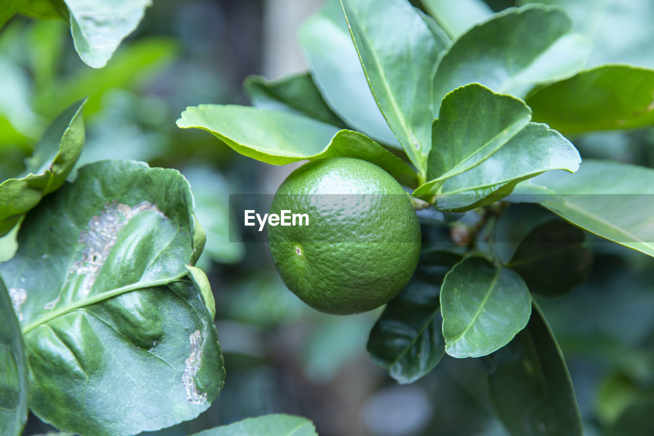 CLOSE-UP OF FRESH GREEN FRUITS