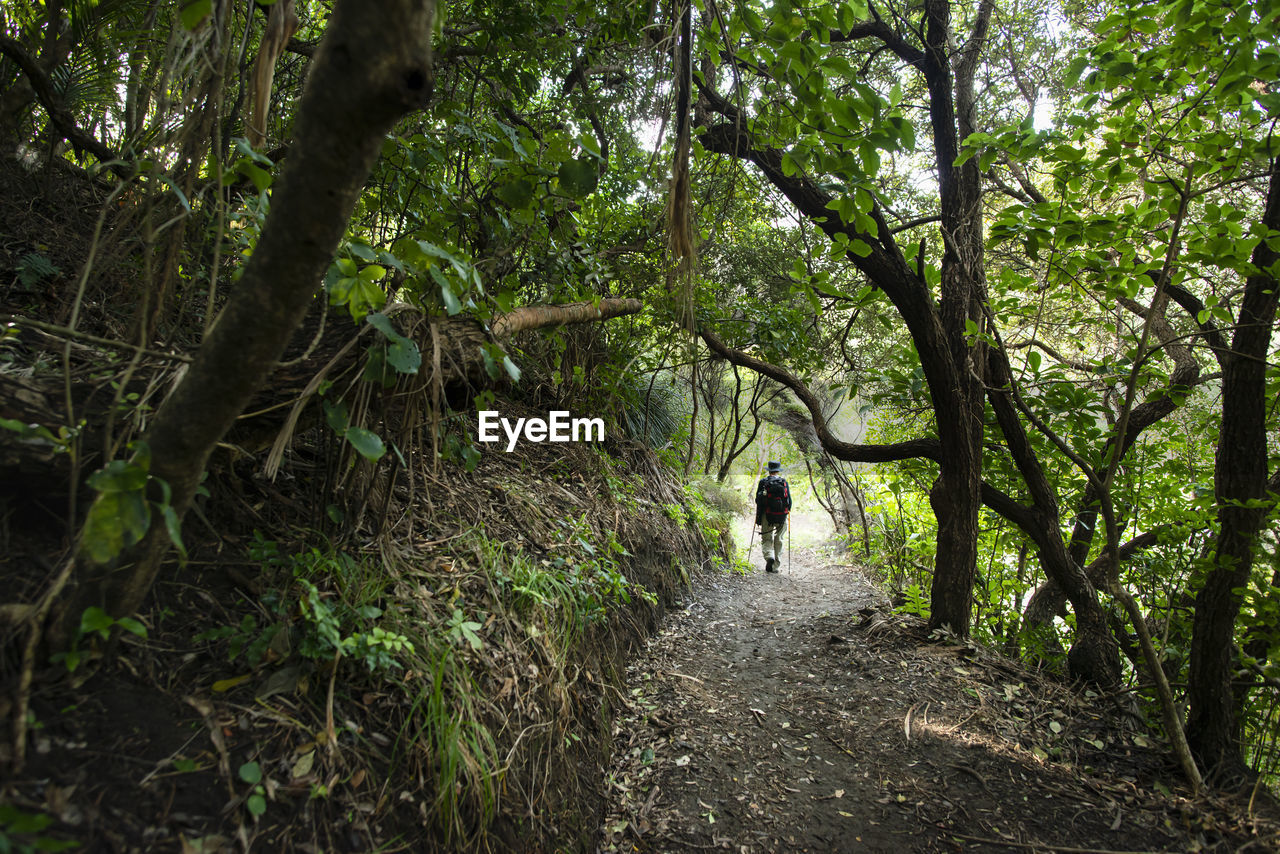 REAR VIEW OF PERSON WALKING ON FOOTPATH AMIDST TREES