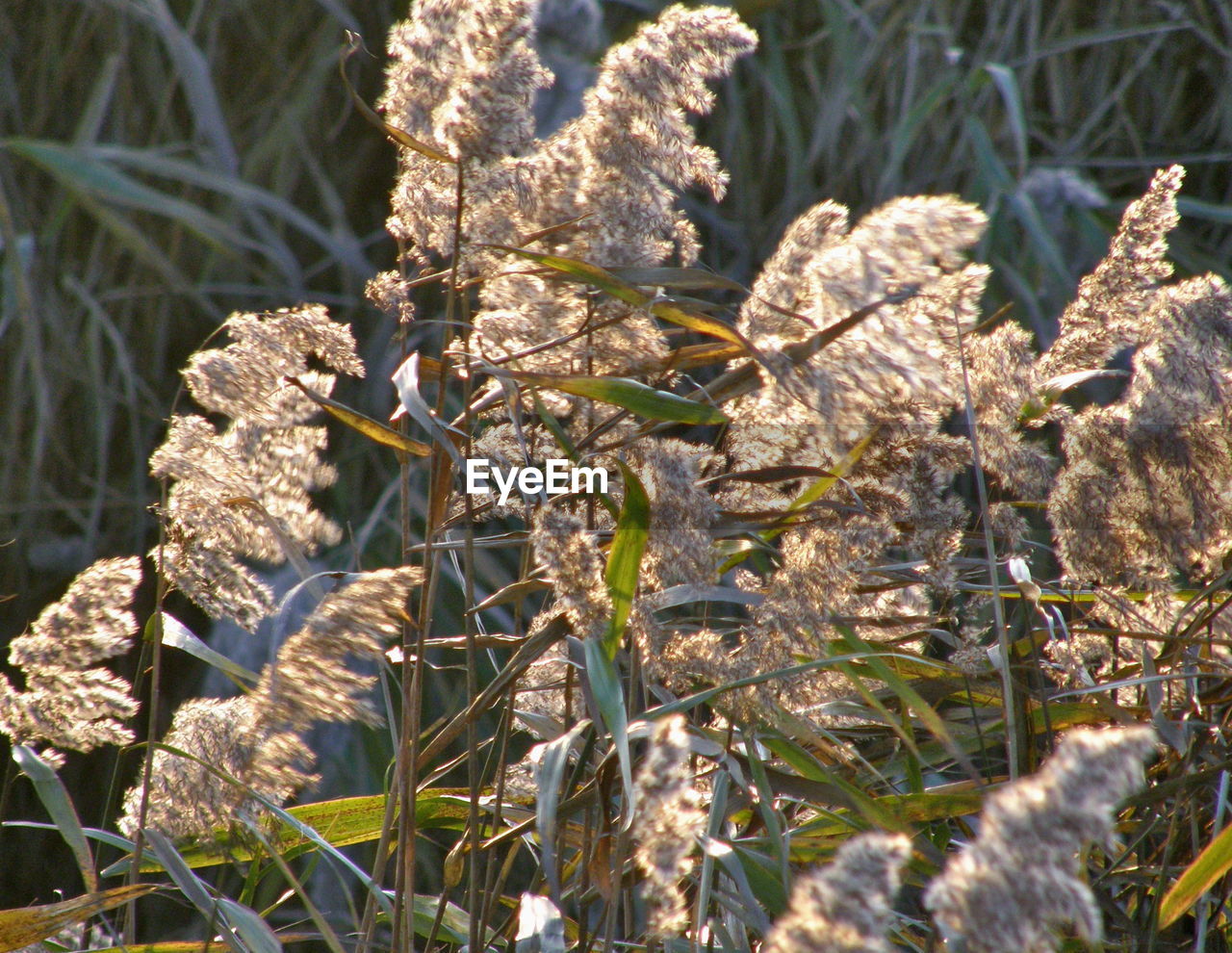 CLOSE-UP OF PLANT