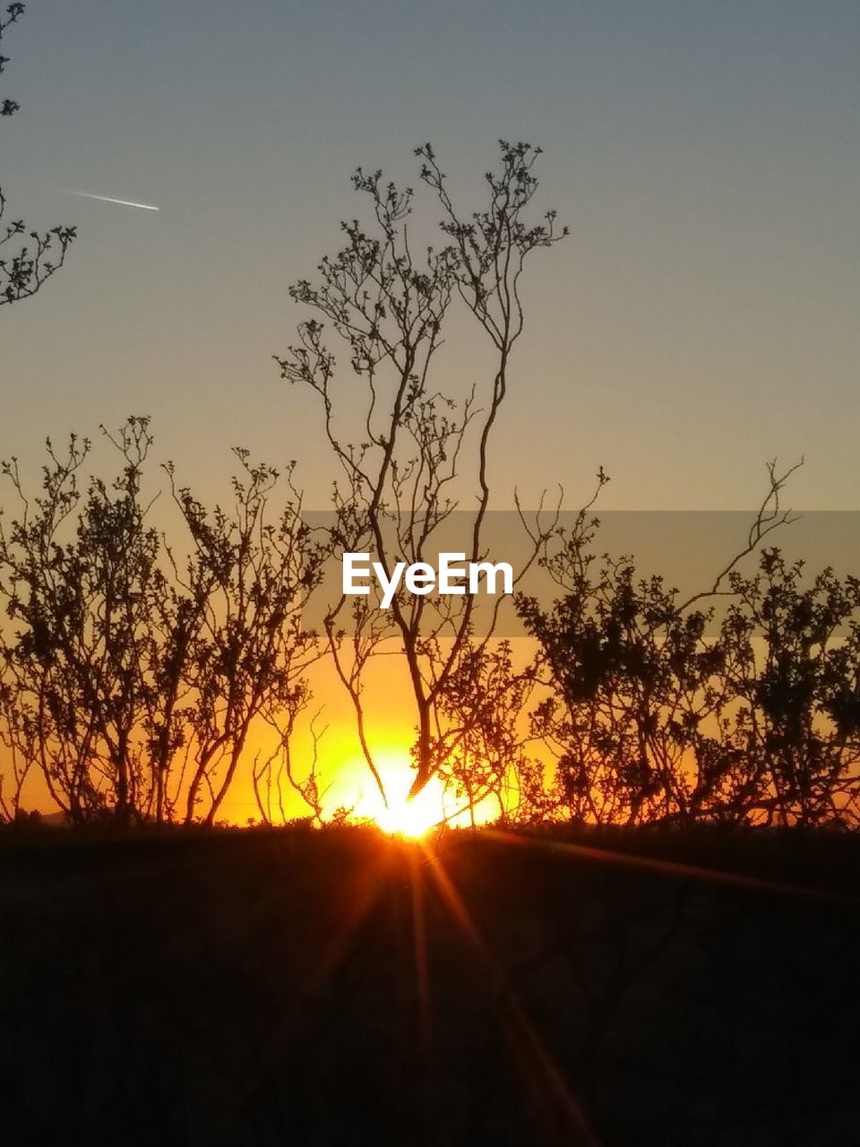 SILHOUETTE TREES AGAINST ORANGE SKY