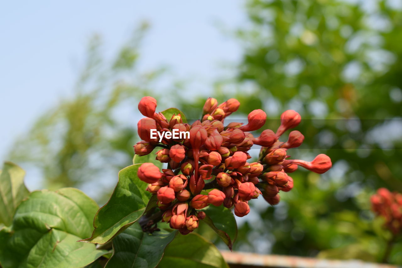 CLOSE-UP OF RED FLOWER BUDS ON PLANT