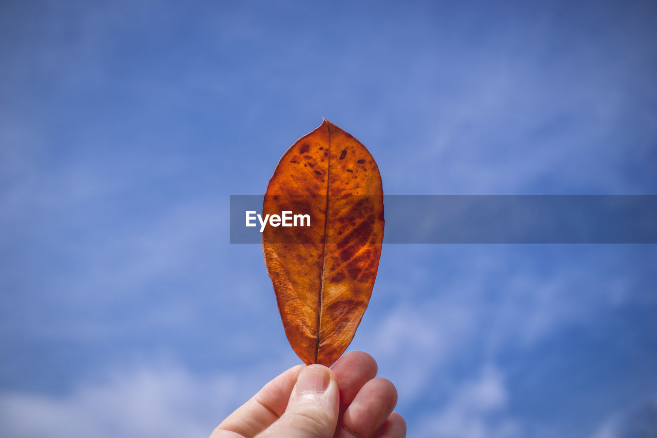 Close-up of hand holding orange leaf