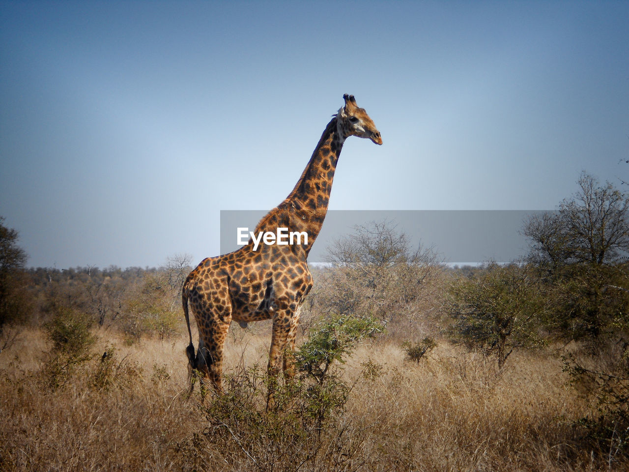 SIDE VIEW OF GIRAFFE ON FIELD