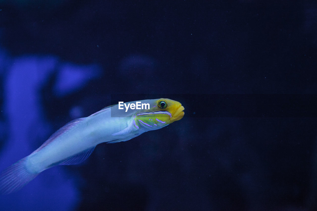 CLOSE-UP OF FISH UNDERWATER IN AQUARIUM