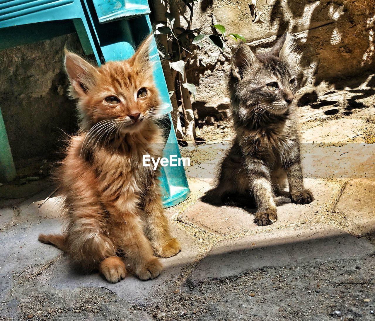 Small cat's