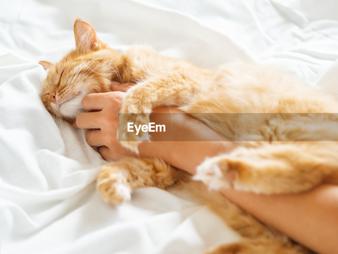 Cute ginger cat sleeps on woman's hand.  fuzzy domestic animal with owner in cozy home. cat lover.