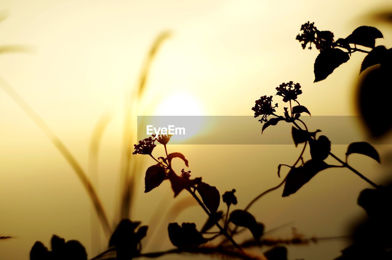 Close-up of silhouette plant against sky during sunset