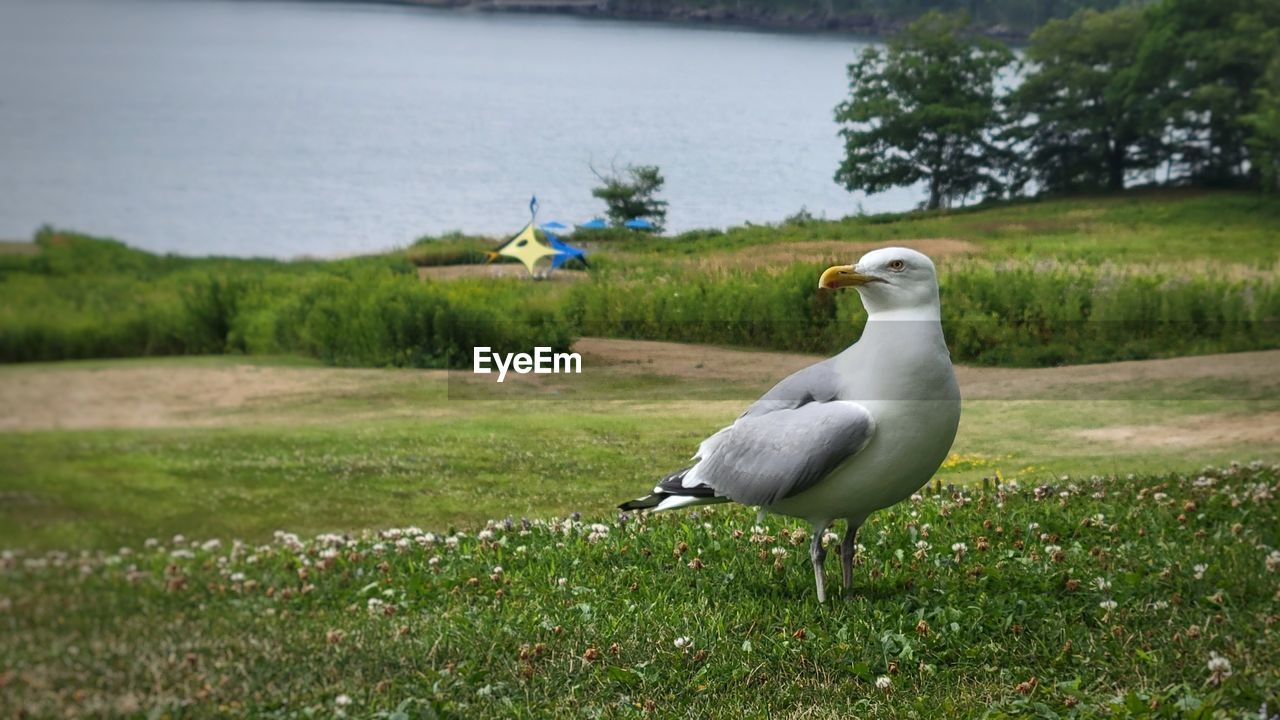 bird, animal themes, animal, animal wildlife, wildlife, plant, grass, water, nature, one animal, seabird, no people, gull, day, lake, seagull, green, land, beauty in nature, perching, outdoors, tree, sky, beach