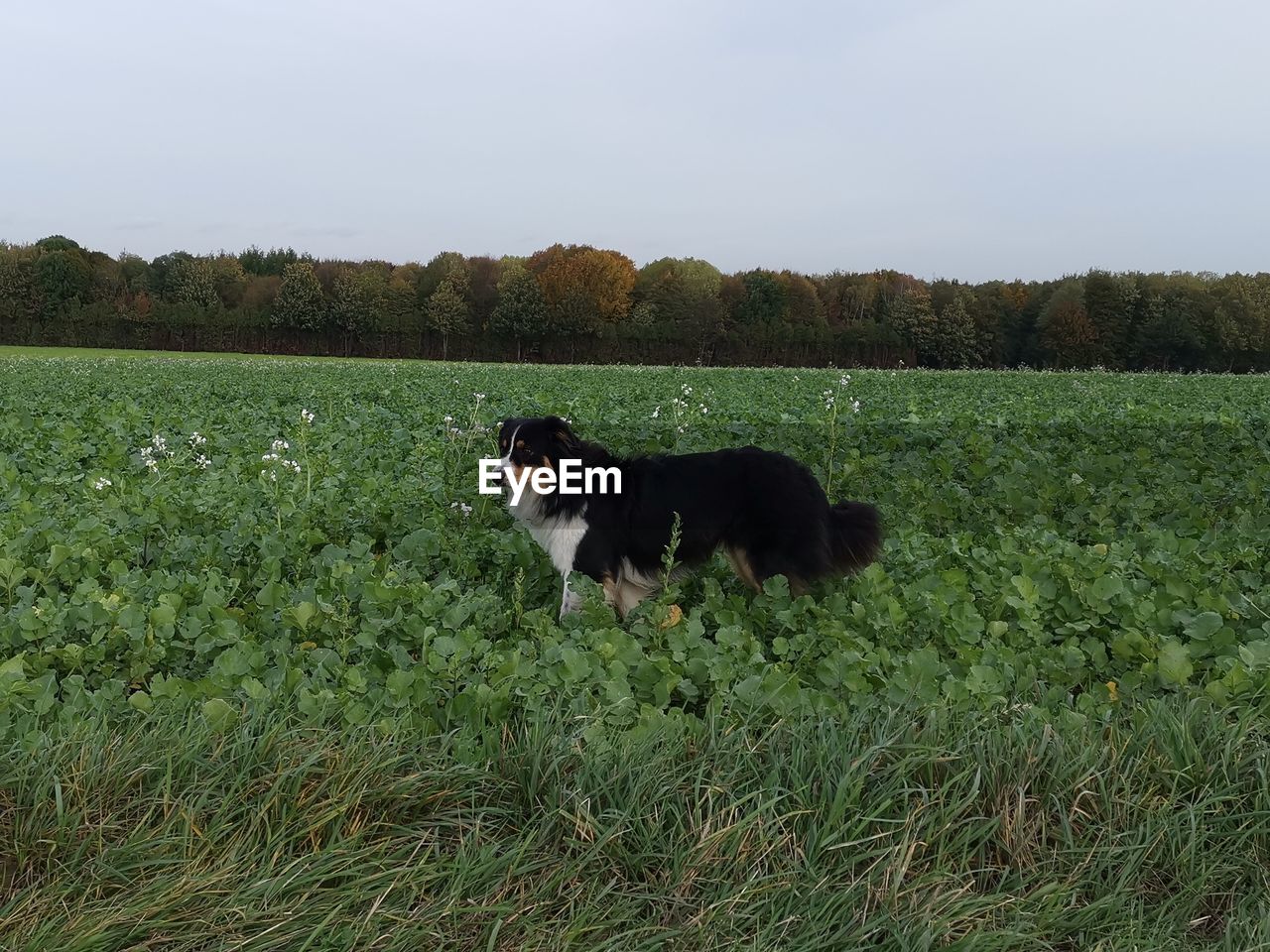 DOG STANDING IN FIELD