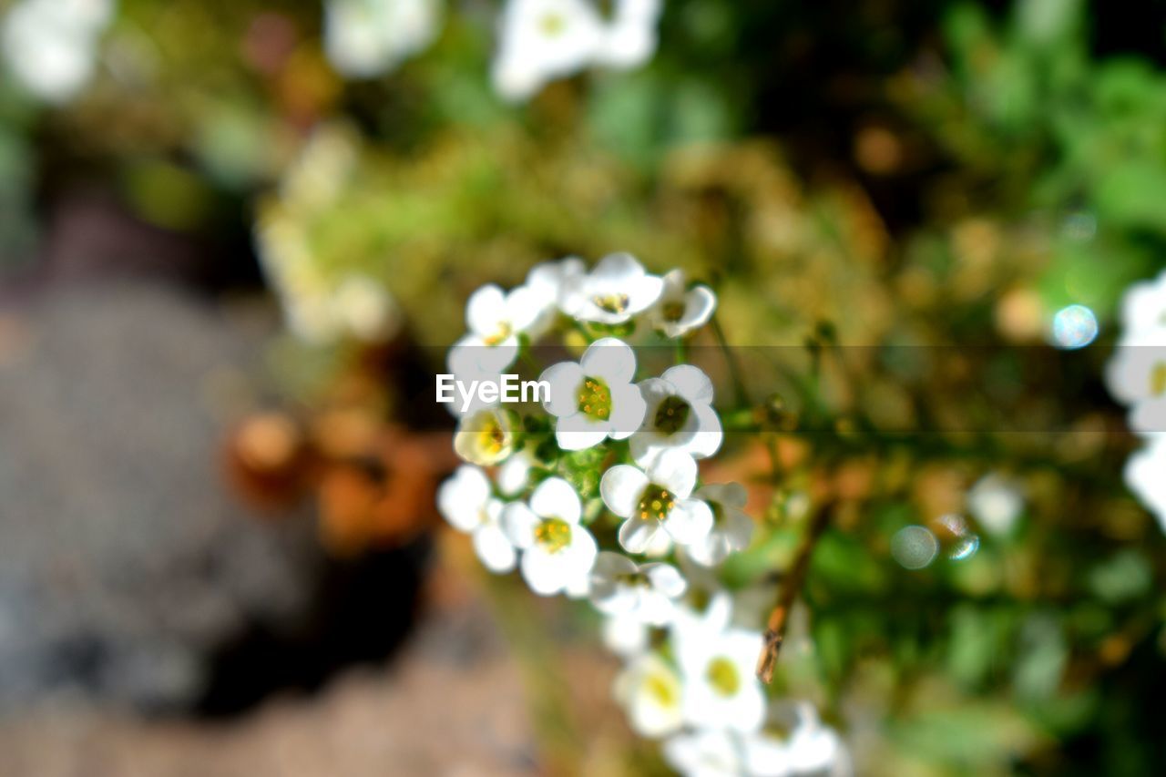 CLOSE-UP OF FRESH WHITE FLOWERS BLOOMING IN PARK