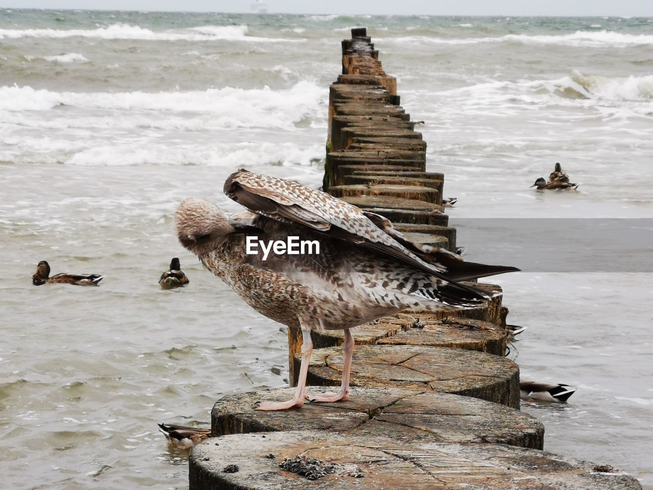 close-up of bird perching on beach