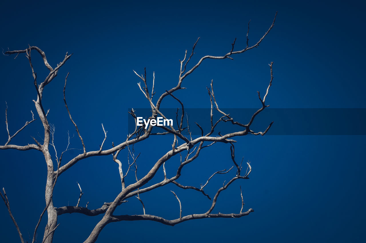 Low angle view of tree against blue sky