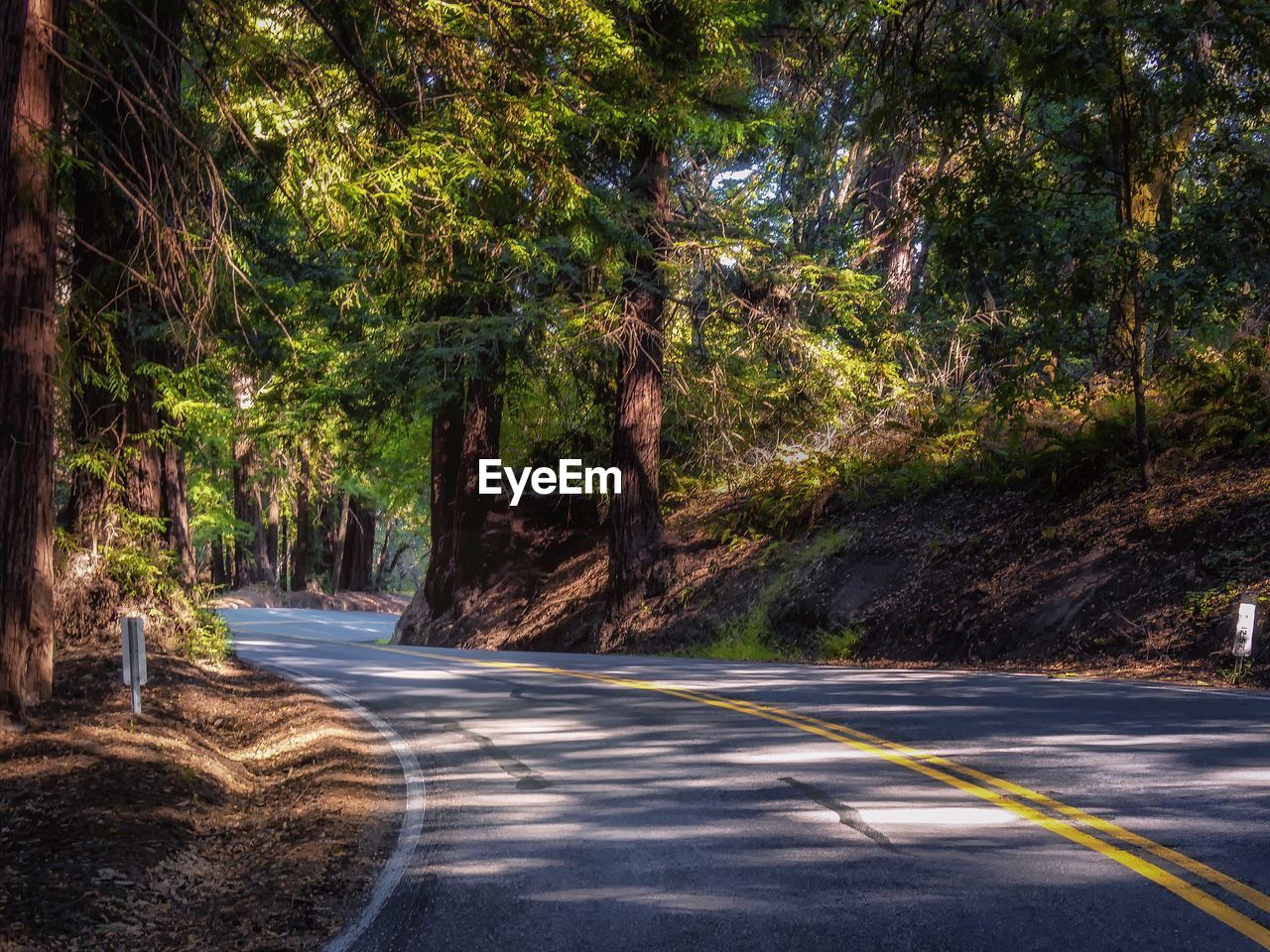 Street amidst trees