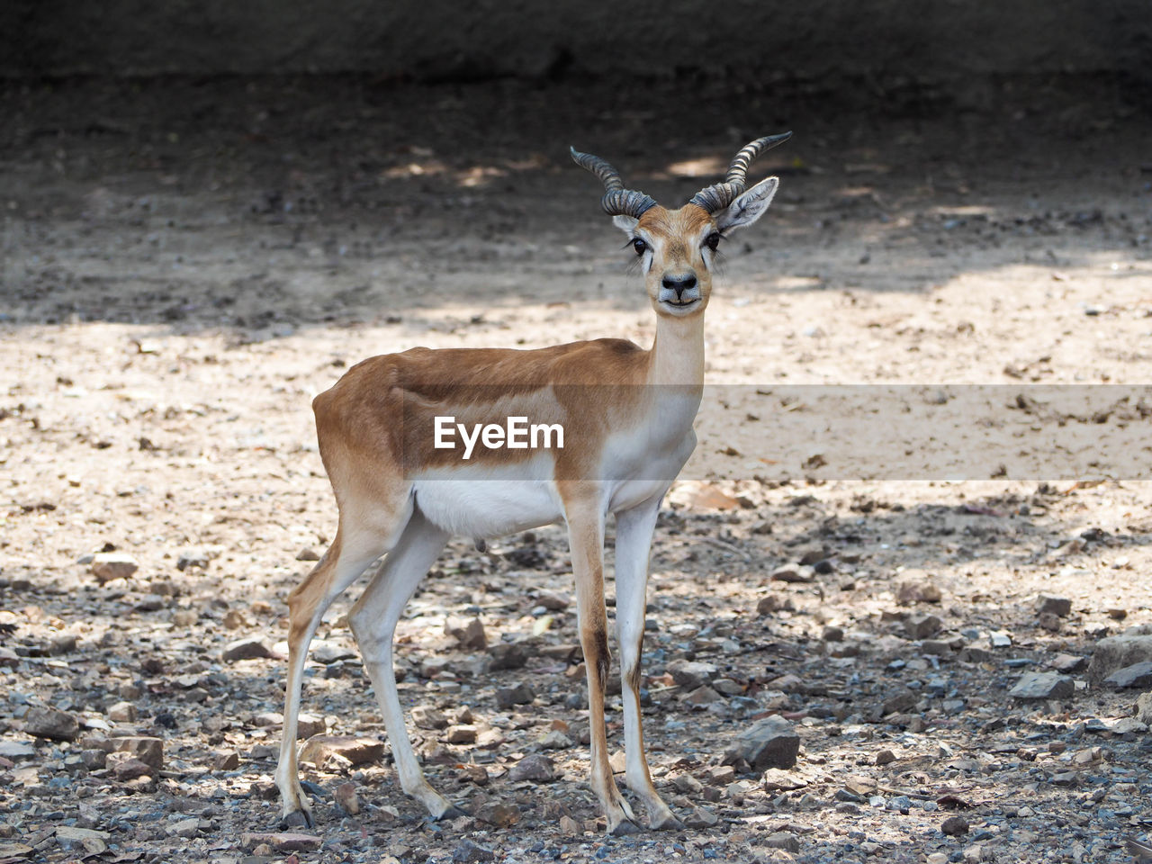 animal, animal themes, animal wildlife, wildlife, mammal, one animal, gazelle, springbok, no people, standing, looking at camera, portrait, nature, impala, full length, antelope, land, day, sunlight, side view, deer, outdoors, domestic animals, herbivorous, young animal, field, focus on foreground, environment, brown