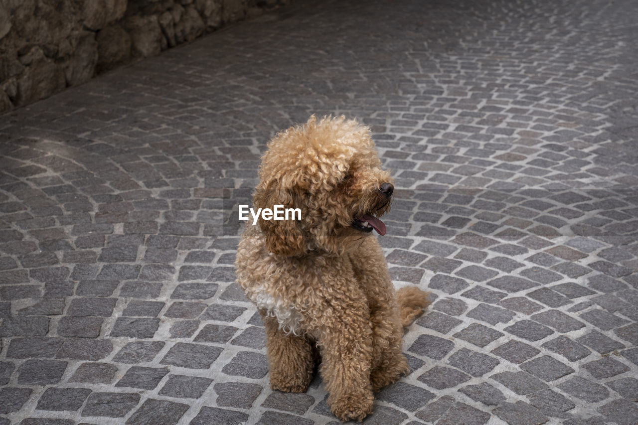 portrait of dog on street