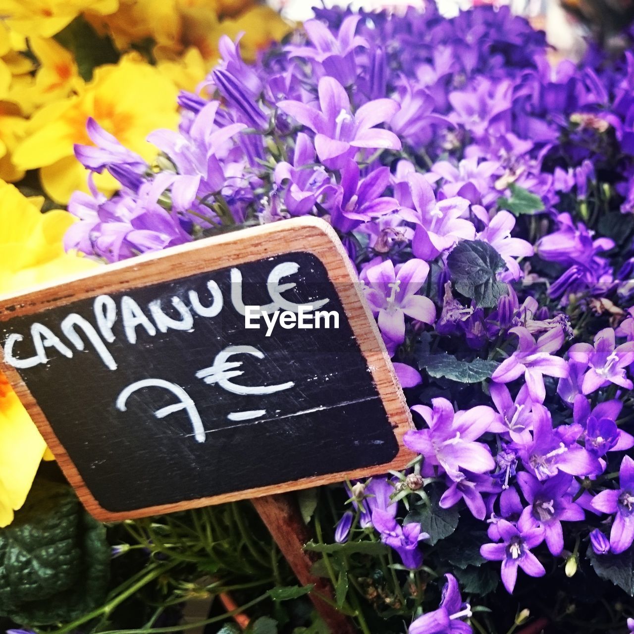 CLOSE-UP OF PURPLE FLOWERS