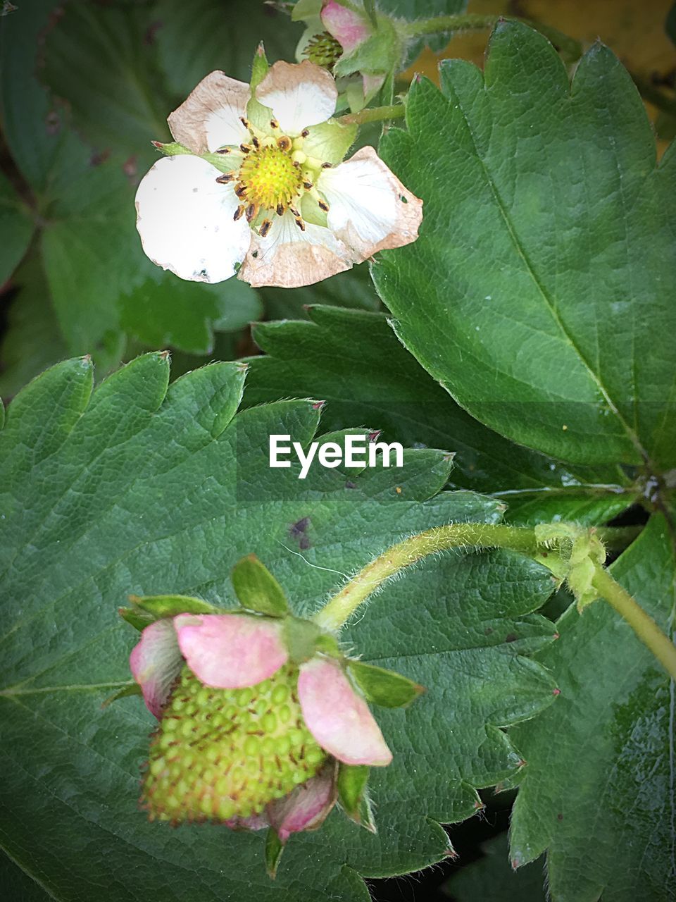 CLOSE-UP OF FLOWER