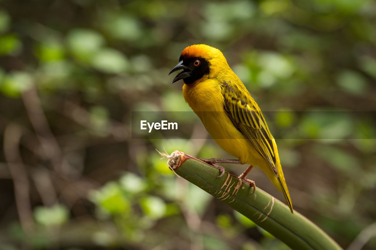 Yellow bird perching on twig