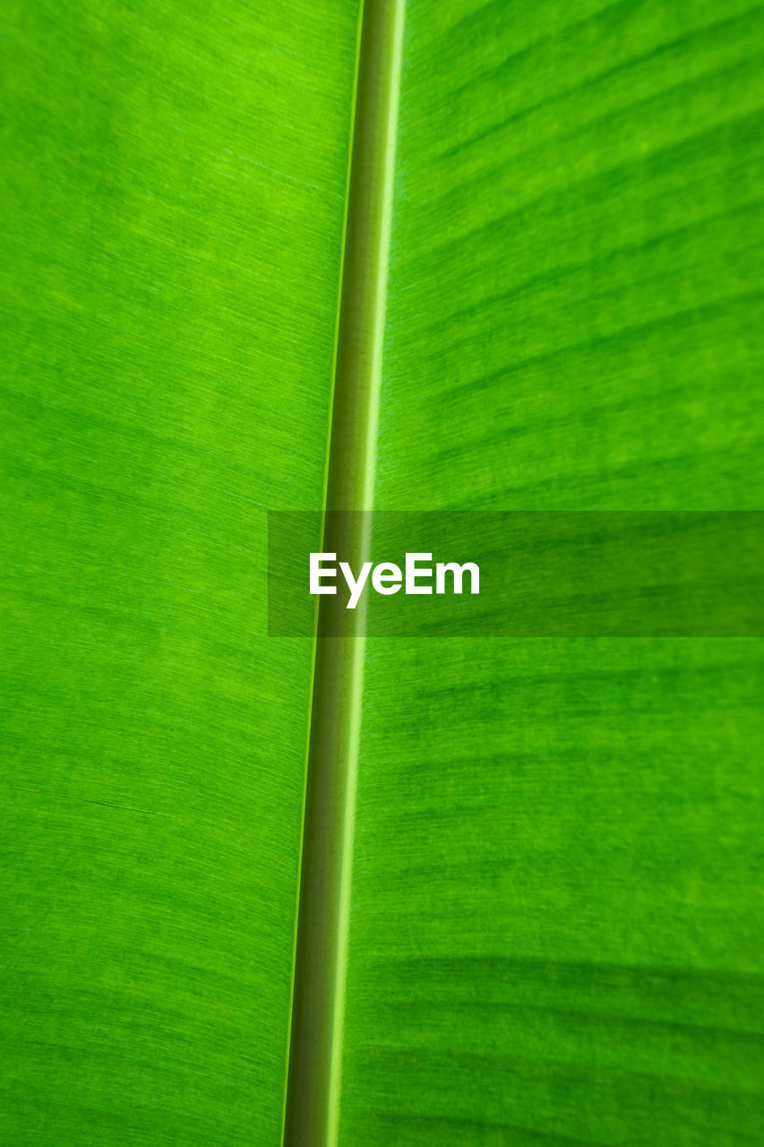 FULL FRAME SHOT OF GREEN LEAVES