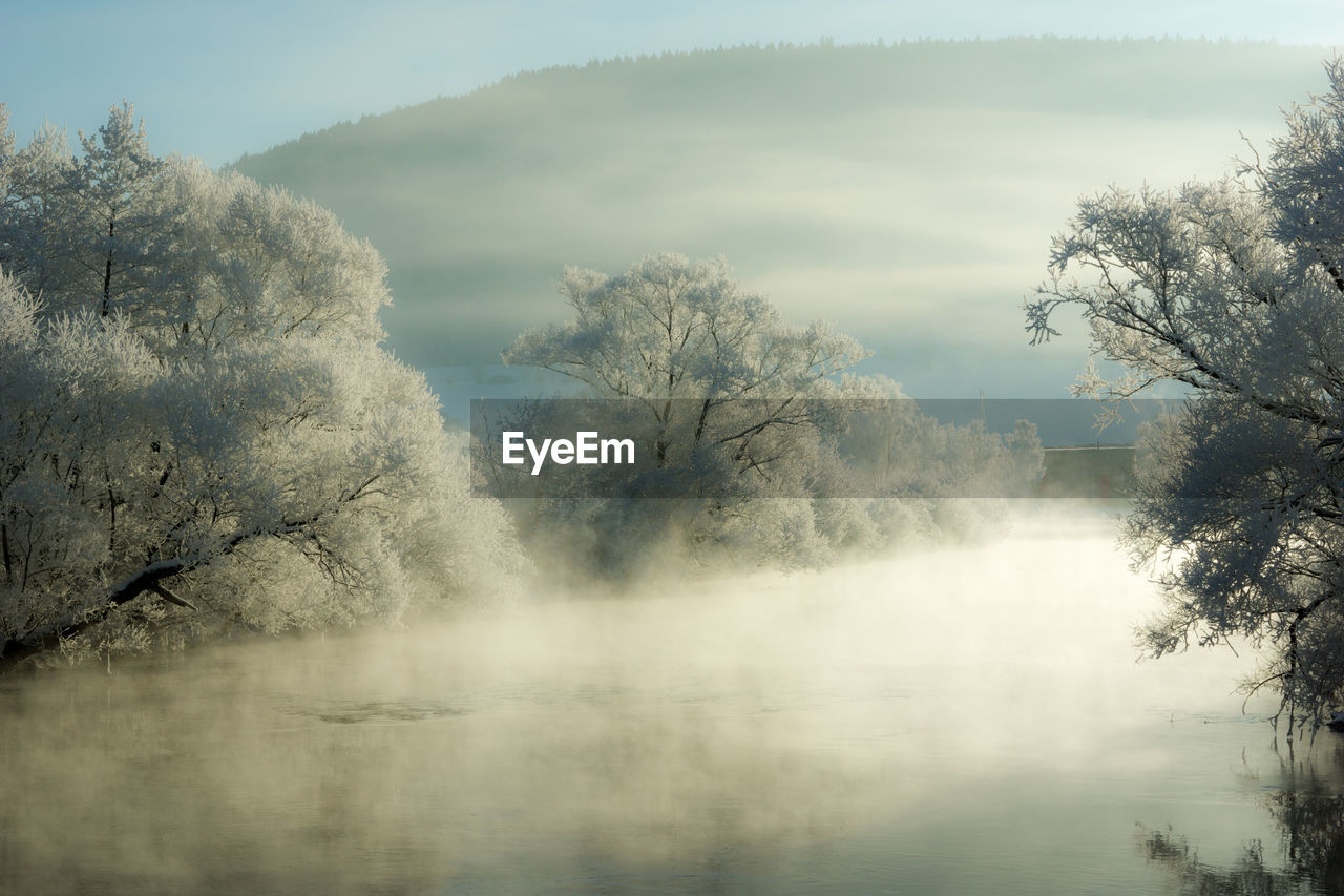 Scenic view of trees against sky during foggy weather