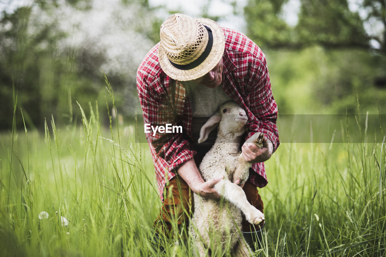 Shepherd examining lamb on pasture