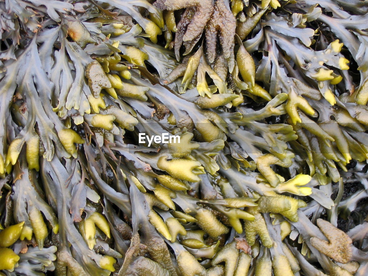 Full frame shot of seaweed