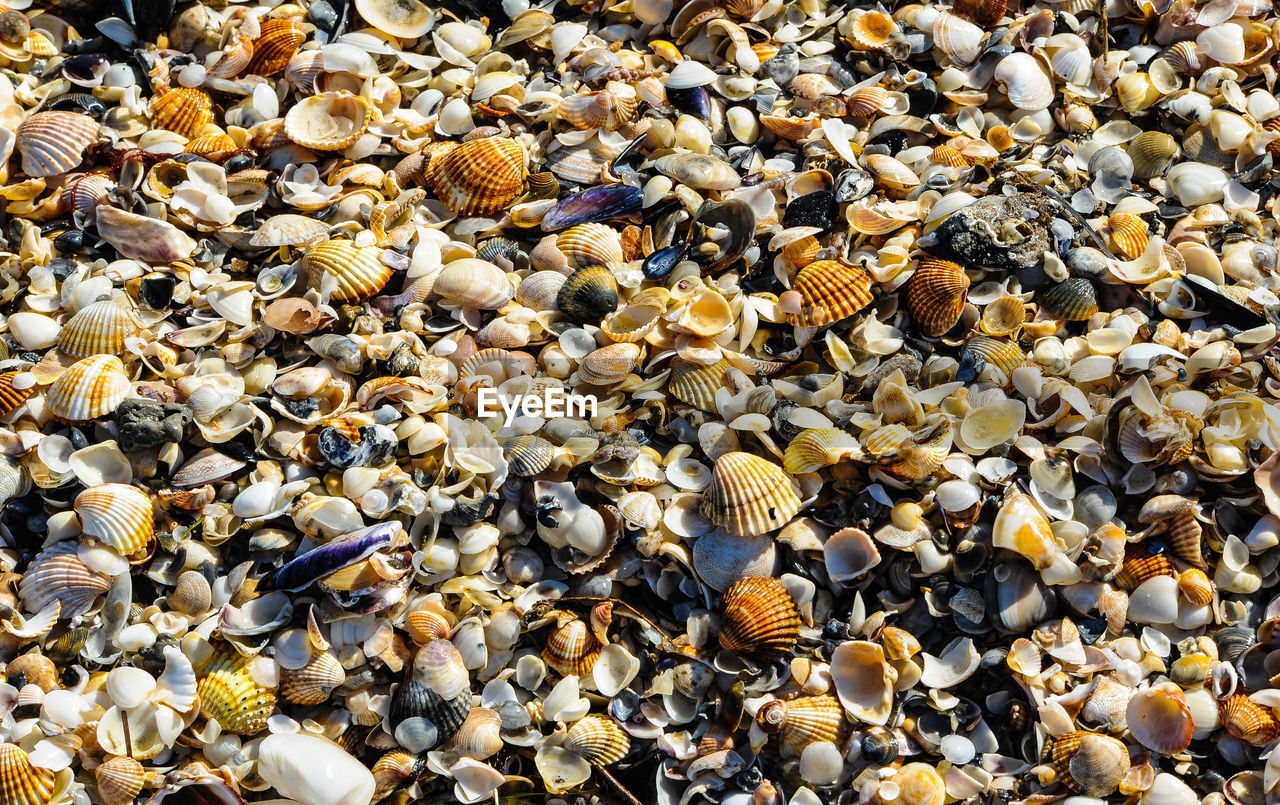 full frame, backgrounds, abundance, large group of objects, pebble, no people, nature, day, rock, stone, beach, land, gravel, sunlight, outdoors, high angle view, shell, animal wildlife, beauty in nature, sea, animal, textured, tranquility, water, seashell
