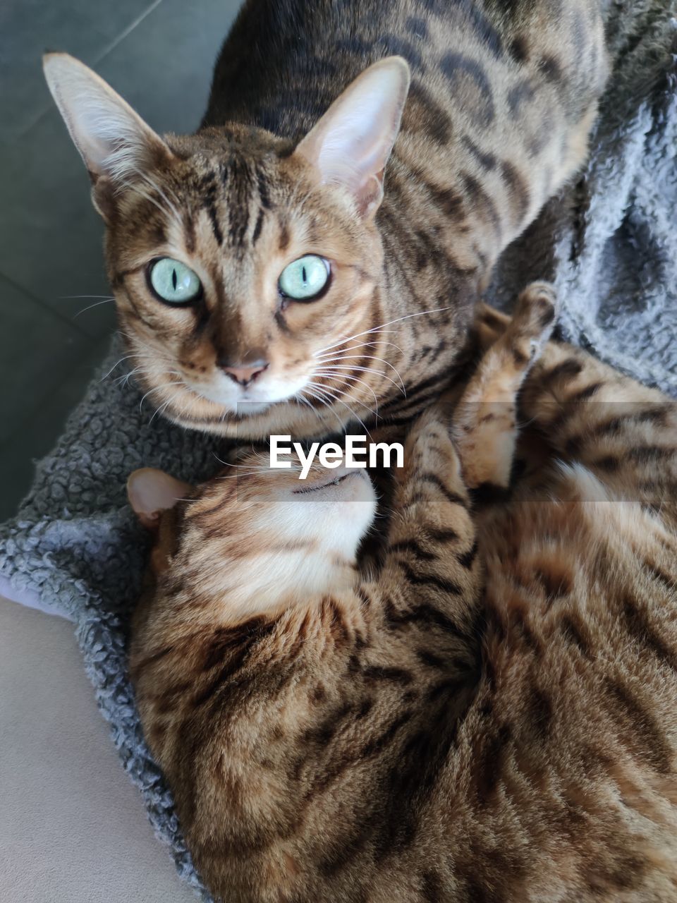 HIGH ANGLE PORTRAIT OF TABBY CAT AT HOME