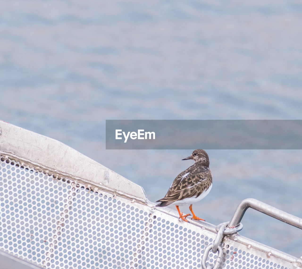 BIRD PERCHING ON RAILING