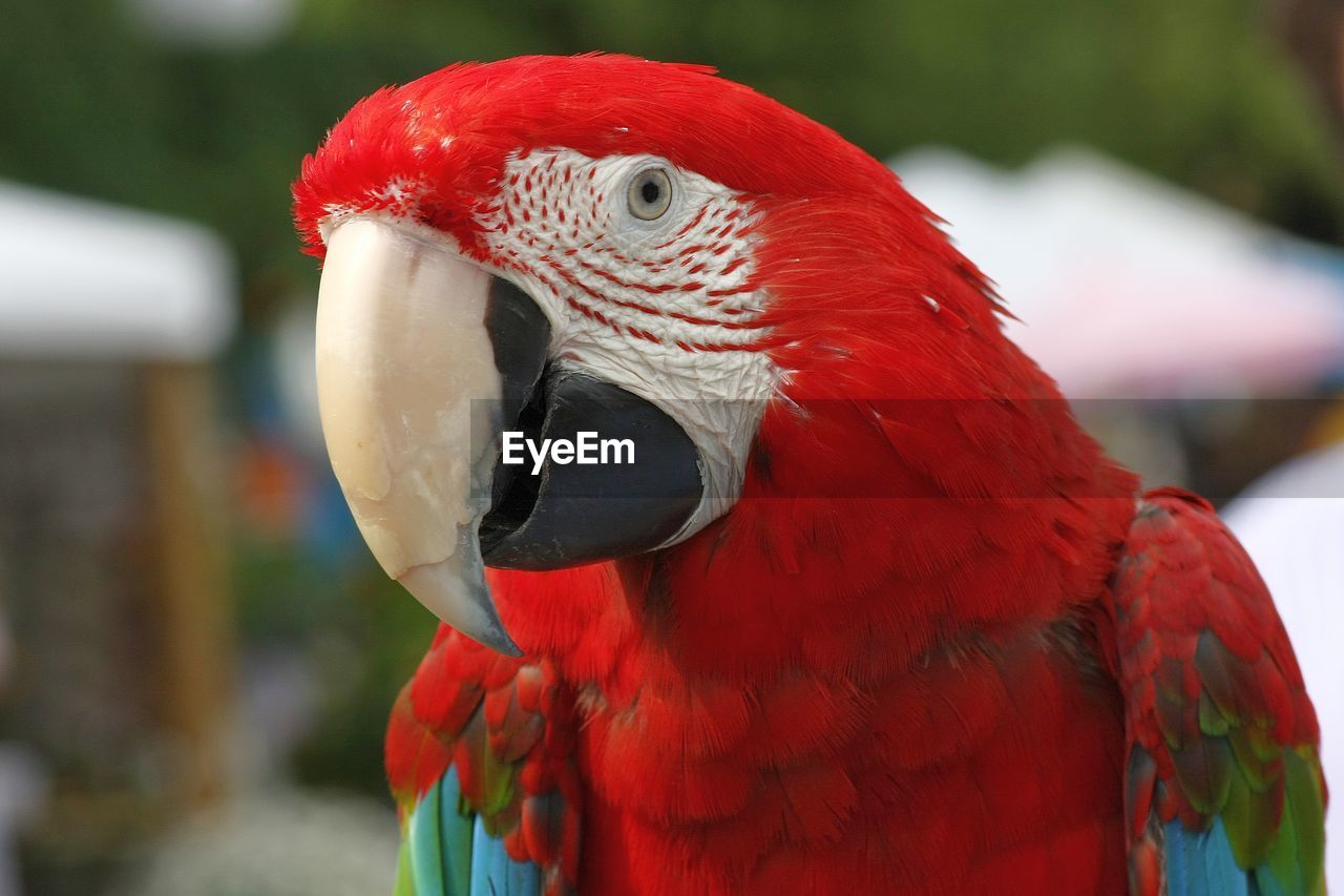 CLOSE-UP OF PARROT ON RED OUTDOORS