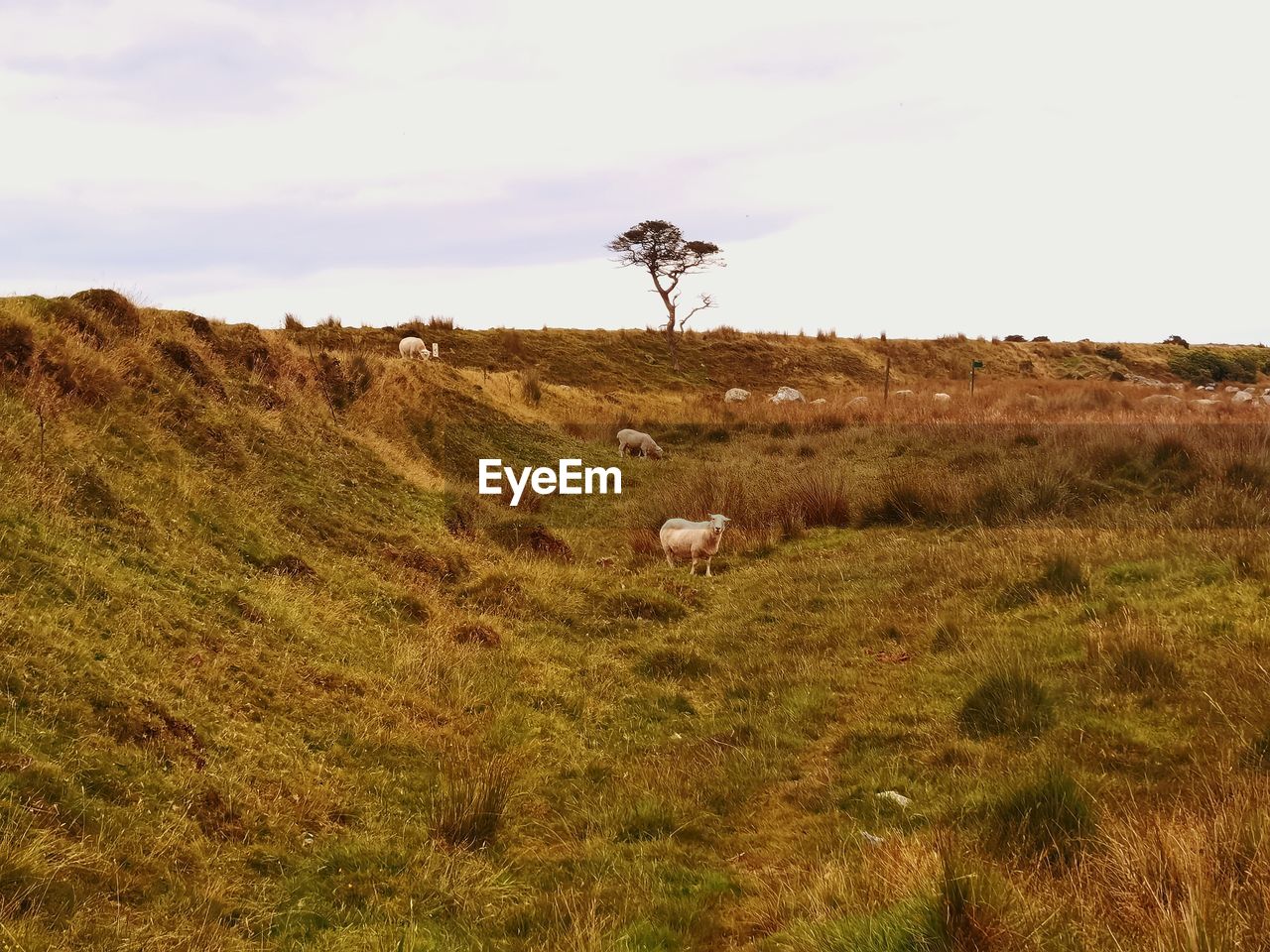 Sheep grazing 