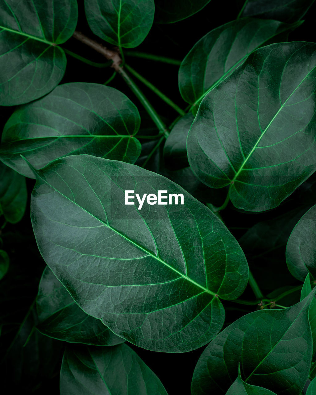 Full frame of green leaves pattern background, nature lush foliage leaf texture , tropical leaf