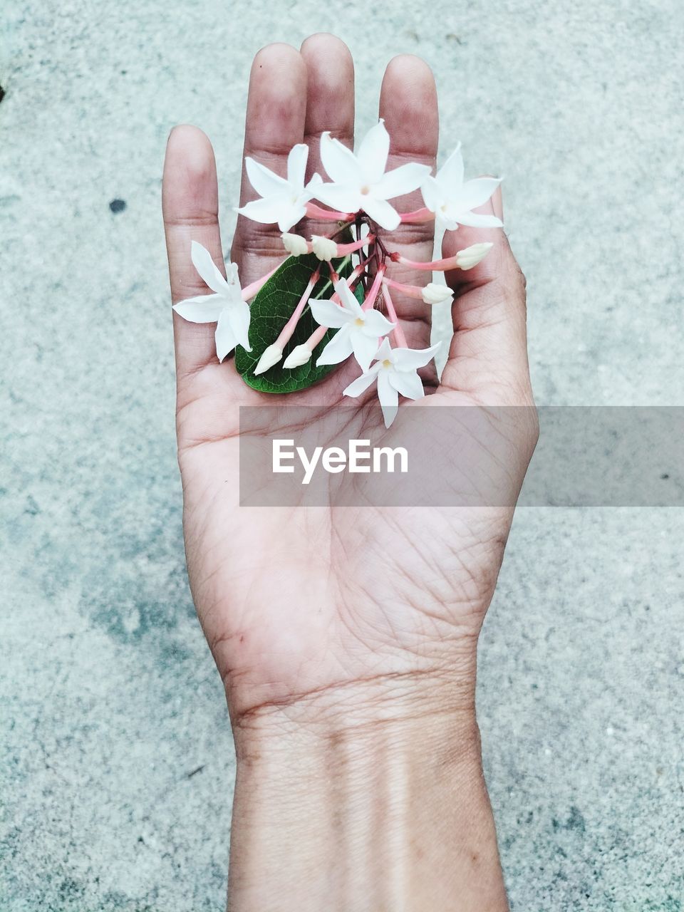 hand, one person, finger, holding, flower, high angle view, nail, close-up, plant, petal, personal perspective, nature, day, pink, limb, spring, flowering plant, ring, outdoors, jewellery