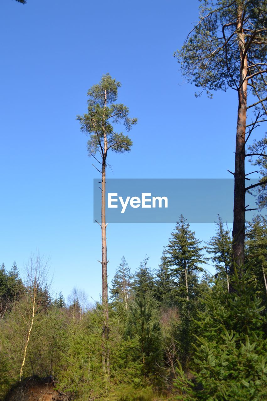 LOW ANGLE VIEW OF TREES IN FOREST AGAINST CLEAR SKY