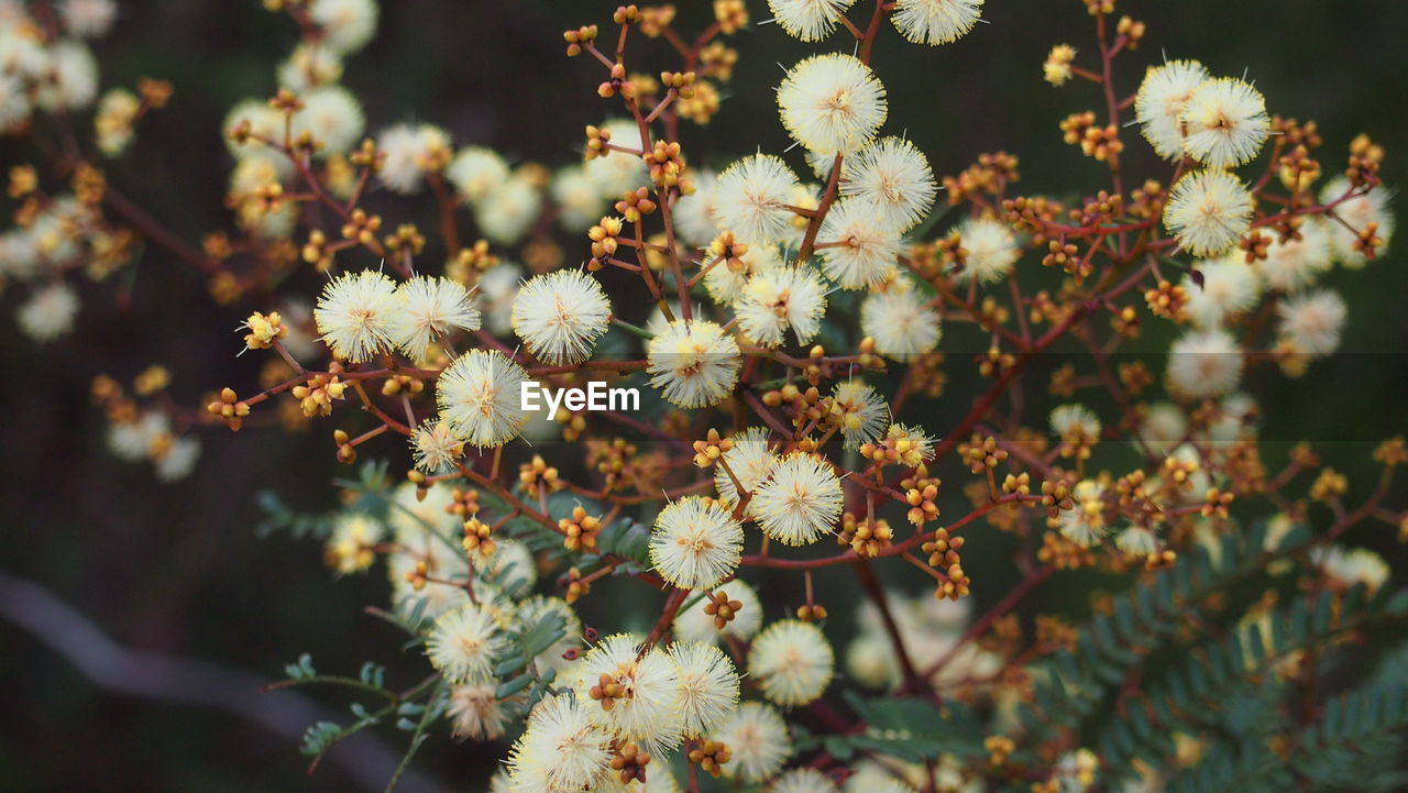 Close-up of cherry blossoms in spring