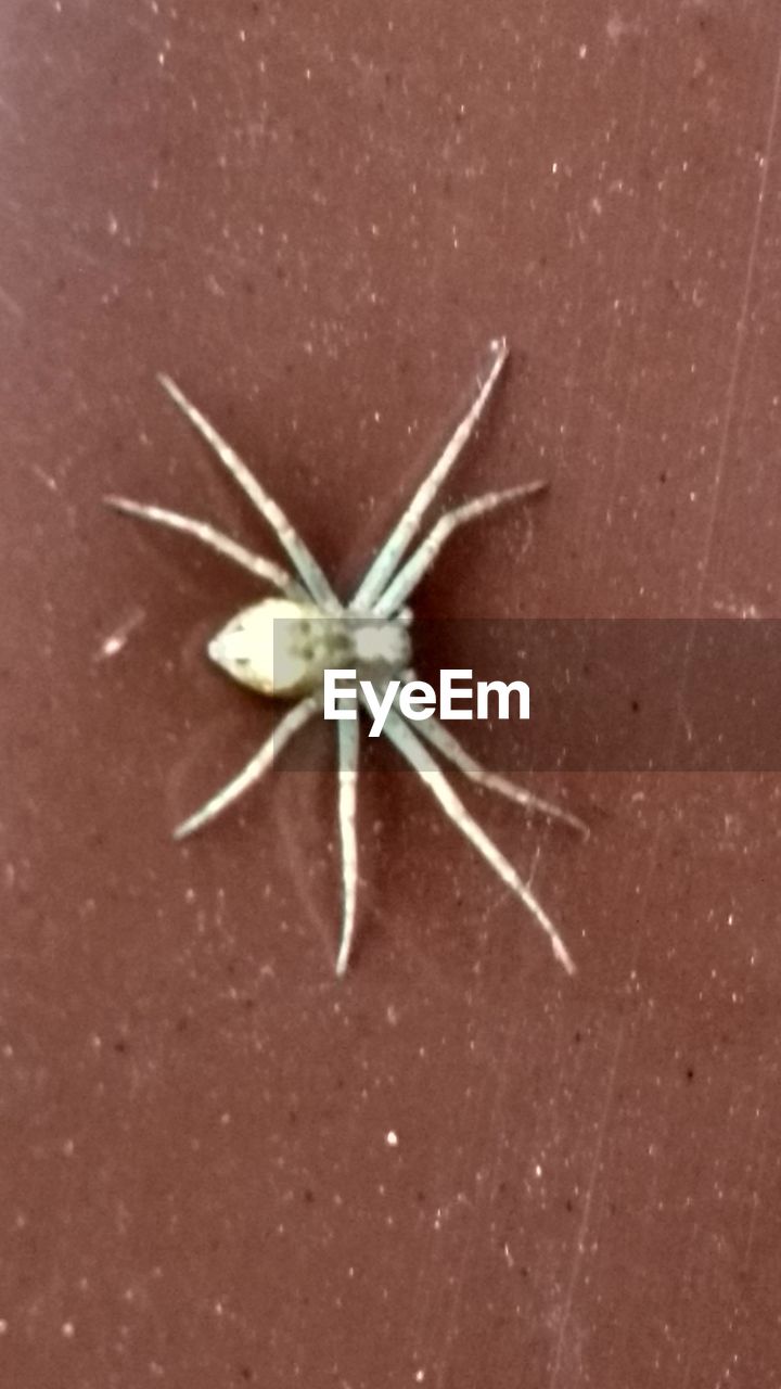 HIGH ANGLE VIEW OF AN ANIMAL ON TABLE