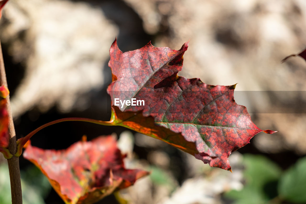 CLOSE-UP OF DRY MAPLE LEAVES ON LEAF