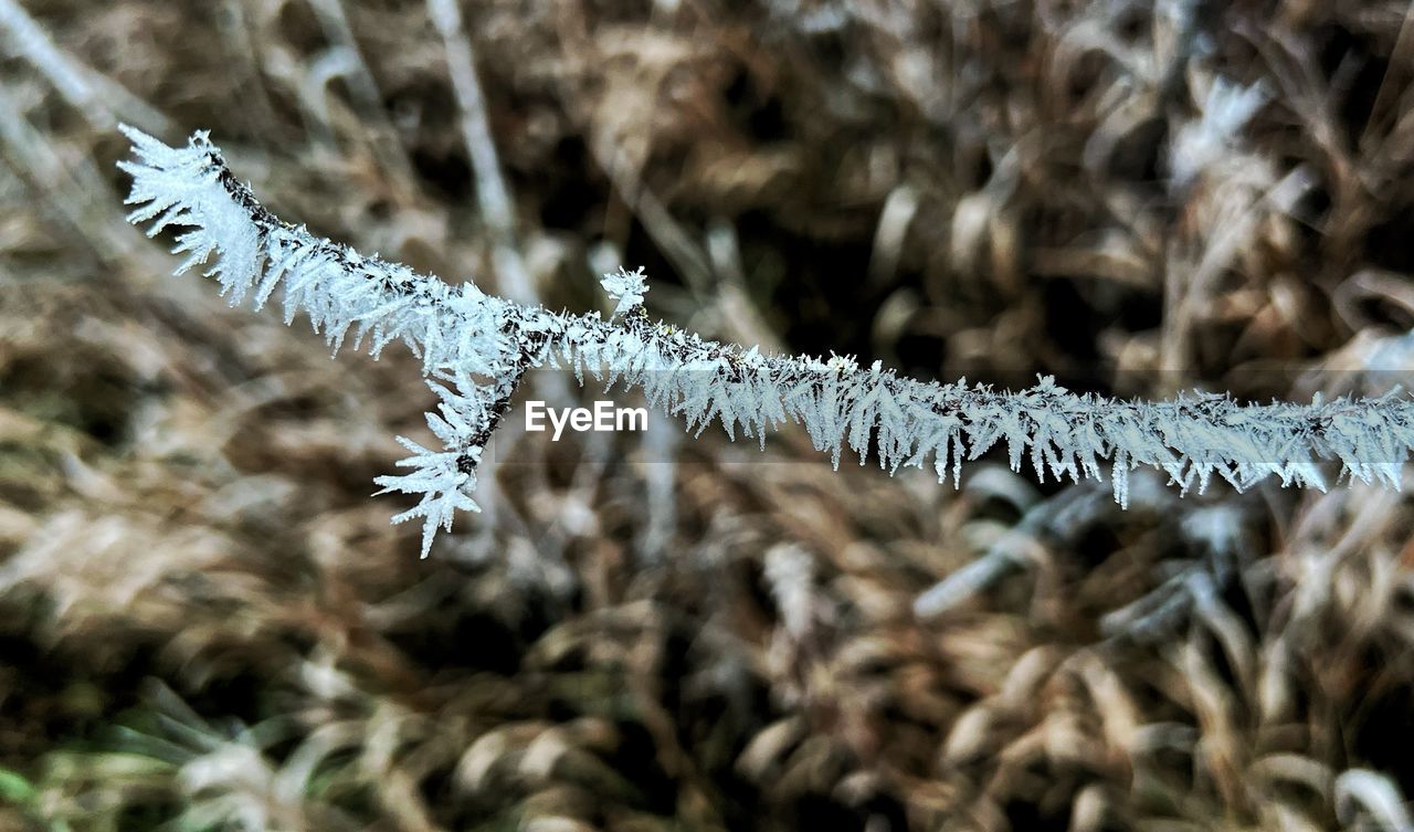 frost, nature, grass, close-up, branch, no people, macro photography, plant, leaf, winter, animal, cold temperature, day, focus on foreground, snow, animal themes, wildlife, animal wildlife, selective focus, beauty in nature, outdoors, flower, land, one animal