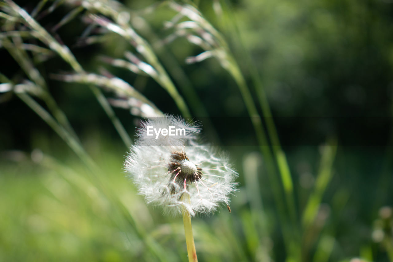 Close-up of dandelion flower