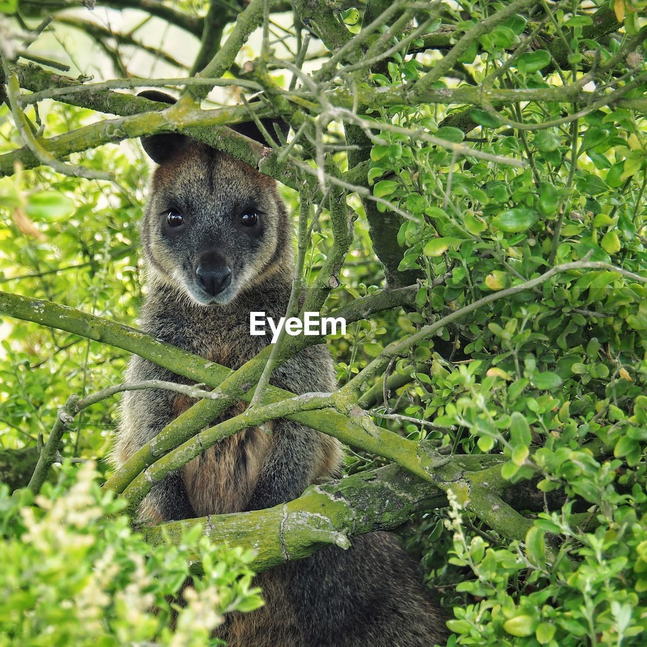 PORTRAIT OF LIZARD ON TREE